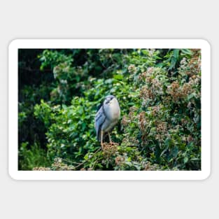 Black-crowned night heron in Honolulu Sticker